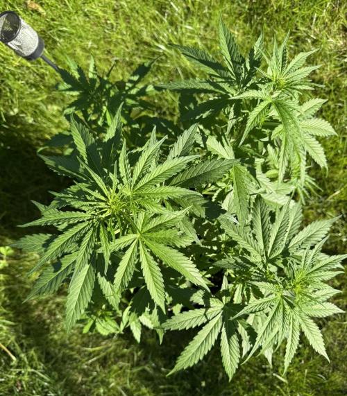 Green Crack F1 Auto. Week 5