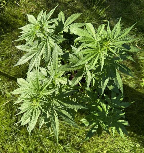 Green Crack F1 Auto. Week 5