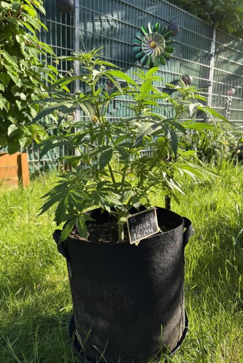 Green Crack F1 Auto. Week 5