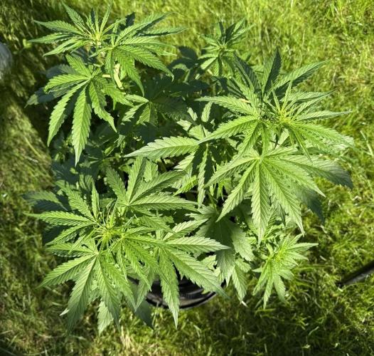 Green Crack F1 Auto. Week 5