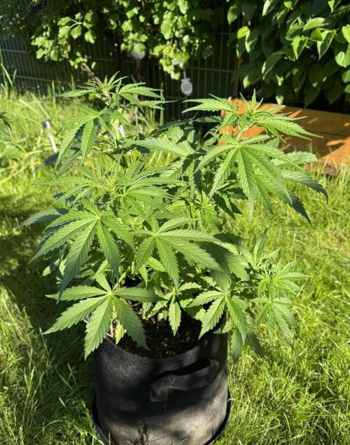 Green Crack F1 Auto. Week 5