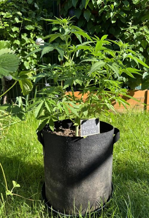 Green Crack F1 Auto. Week 5