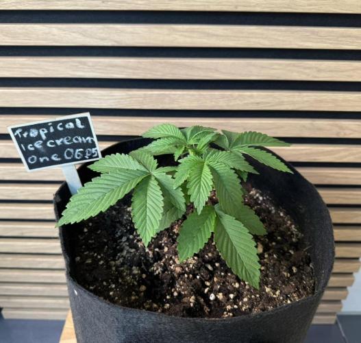 The Tropical Ice Cream One. Week 2