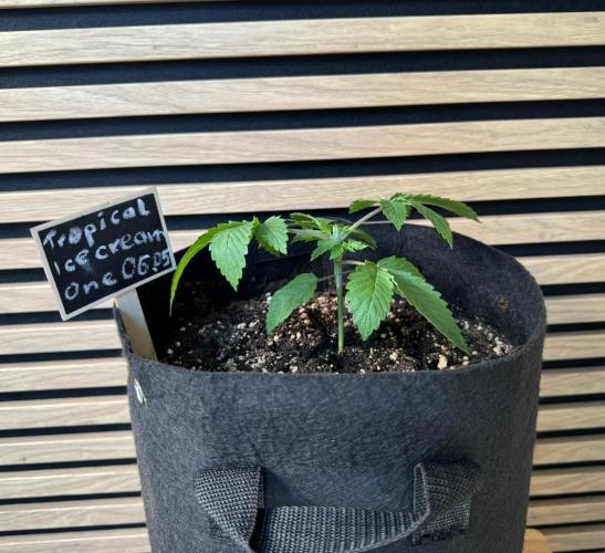 The Tropical Ice Cream One. Week 2