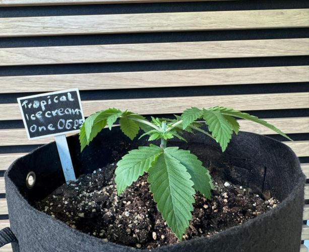 The Tropical Ice Cream One. Week 2