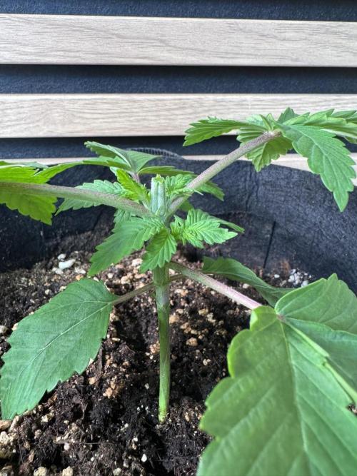 The Tropical Ice Cream One. Week 2