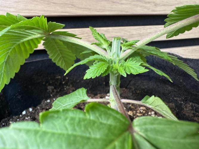 The Tropical Ice Cream One. Week 2