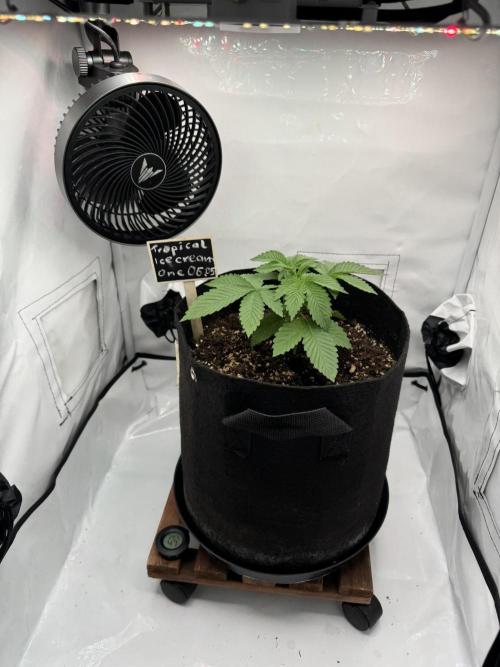 The Tropical Ice Cream One. Week 2