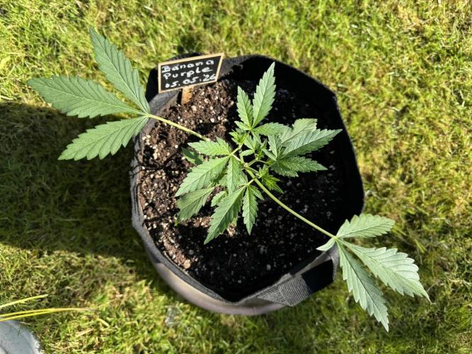 Banana Purple Auto. Week 2