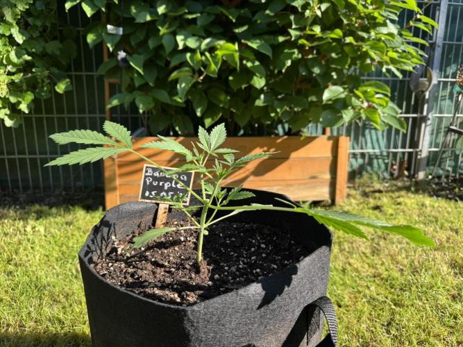 Banana Purple Auto. Week 2