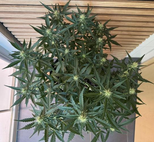 Lemon Cherry Gelato Automatic. Week 8