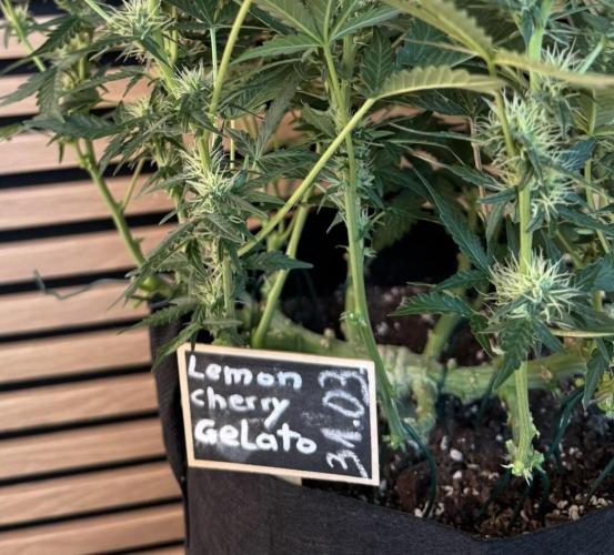 Lemon Cherry Gelato Automatic. Week 8