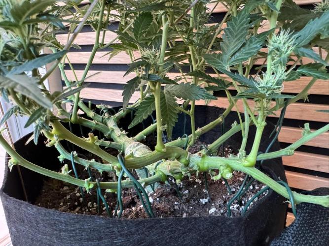 Lemon Cherry Gelato Automatic. Week 8