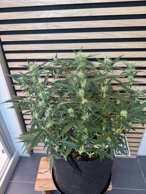 Lemon Cherry Gelato Automatic. Week 8