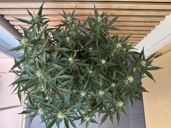 Lemon Cherry Gelato Automatic. Week 8