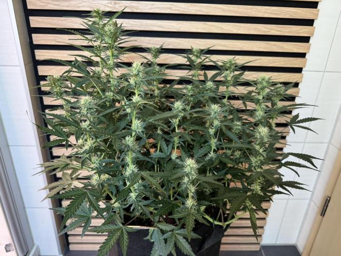 Lemon Cherry Gelato Automatic. Week 8