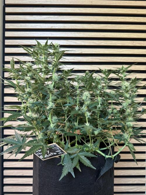 Lemon Cherry Gelato Automatic. Week 8