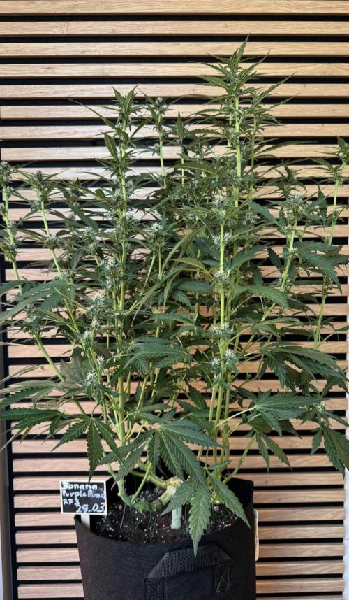Banana Purple Punch Auto RF3. Week 8