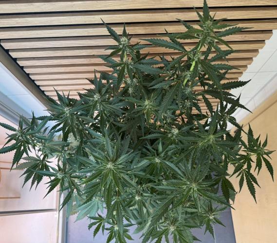 Banana Purple Punch Auto RF3. Week 8