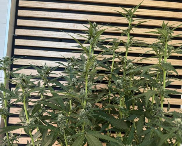 Banana Purple Punch Auto RF3. Week 8