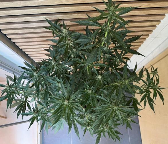 Banana Purple Punch Auto RF3. Week 8