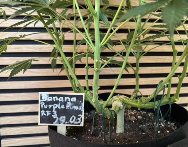 Banana Purple Punch Auto RF3. Week 8