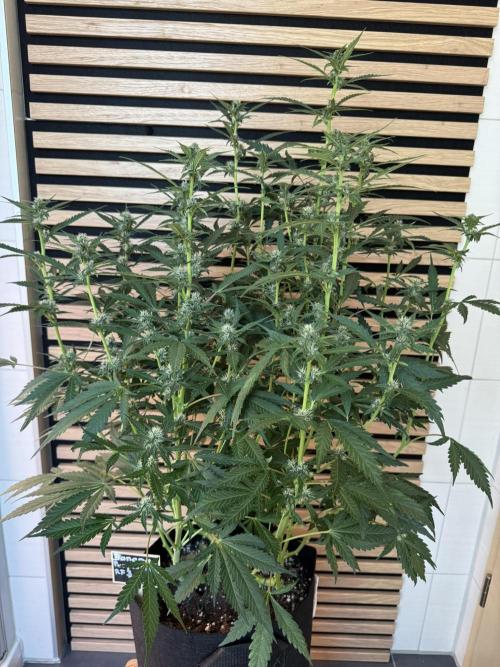 Banana Purple Punch Auto RF3. Week 8
