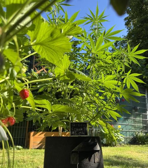 Green Crack F1 Auto. Week 6
