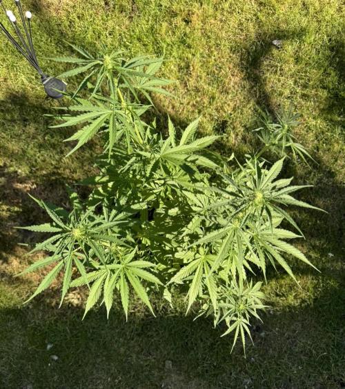 Green Crack F1 Auto. Week 6