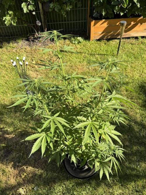 Green Crack F1 Auto. Week 6