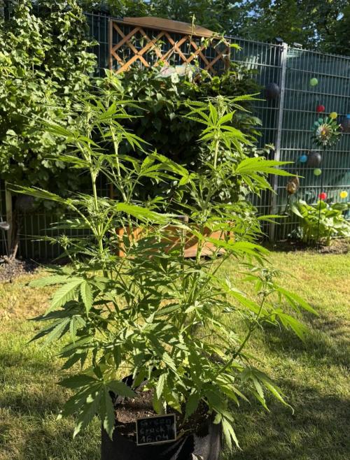 Green Crack F1 Auto. Week 6