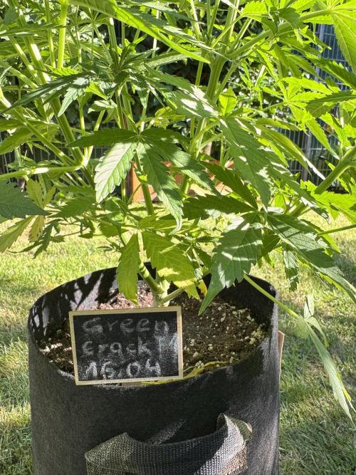 Green Crack F1 Auto. Week 6