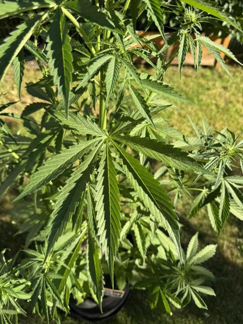 Pink Rozay Auto. Week 6