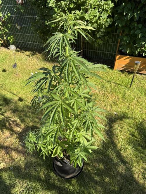 Pink Rozay Auto. Week 6