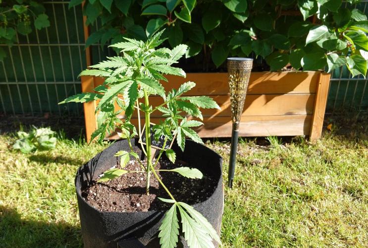 Banana Purple Auto. Week 3