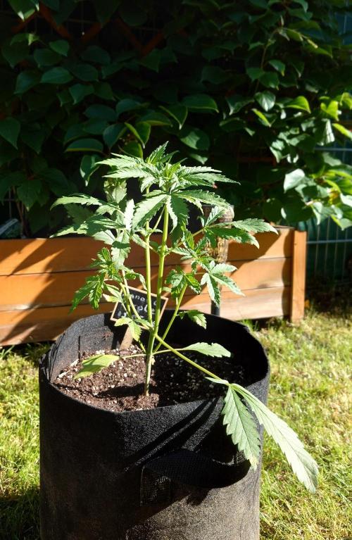 Banana Purple Auto. Week 3
