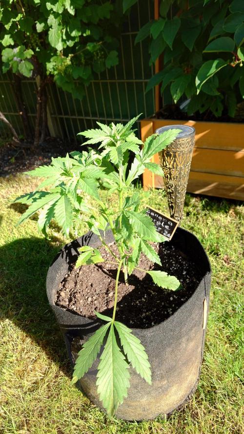 Banana Purple Auto. Week 3