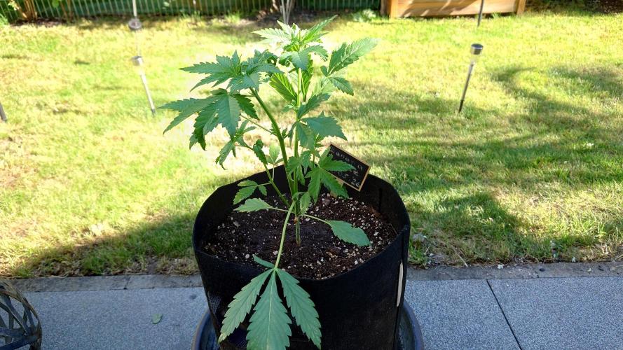 Banana Purple Auto. Week 3