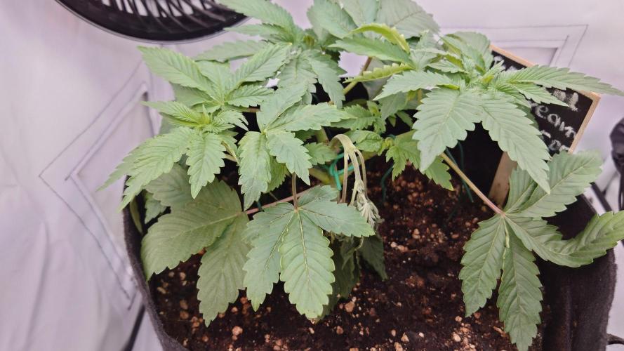 The Tropical Ice Cream One. Week 3