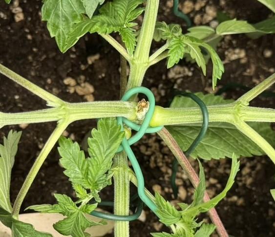 The Tropical Ice Cream One. Week 3