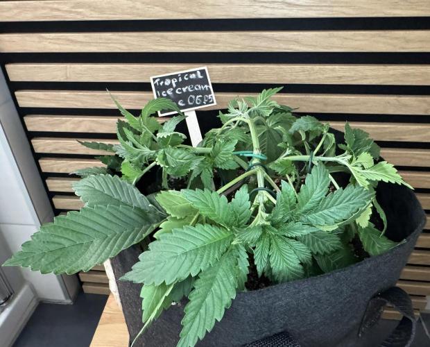 The Tropical Ice Cream One. Week 3