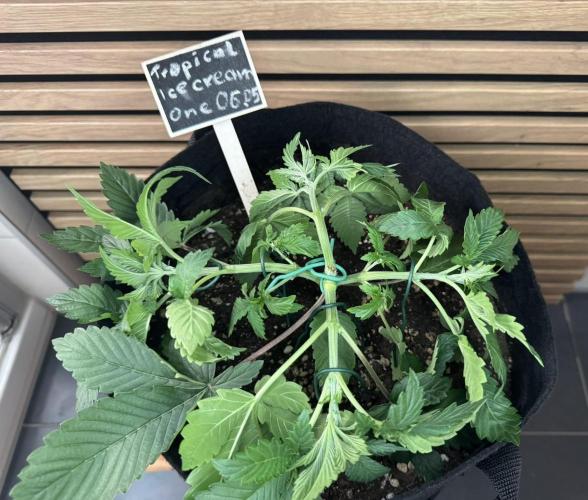 The Tropical Ice Cream One. Week 3