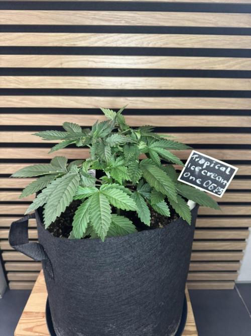 The Tropical Ice Cream One. Week 3