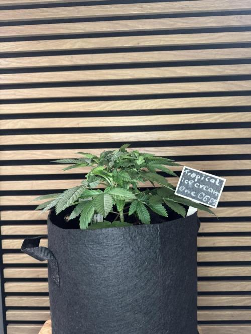 The Tropical Ice Cream One. Week 3