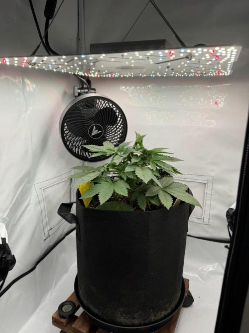 The Tropical Ice Cream One. Week 3