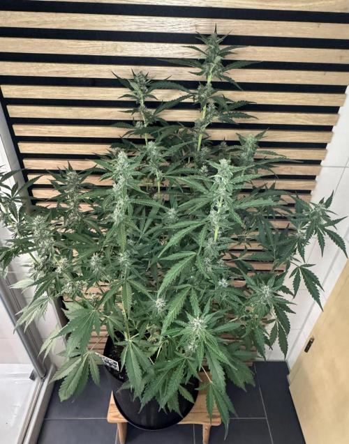 Banana Purple Punch Auto RF3. Week 9