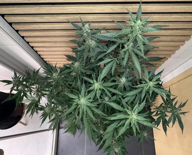 Banana Purple Punch Auto RF3. Week 9