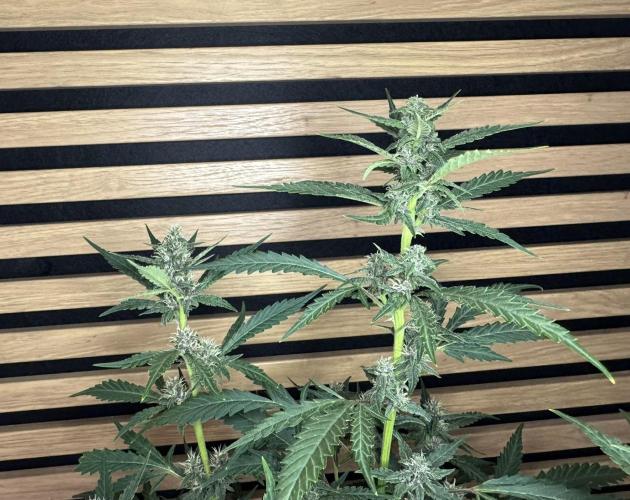 Banana Purple Punch Auto RF3. Week 9