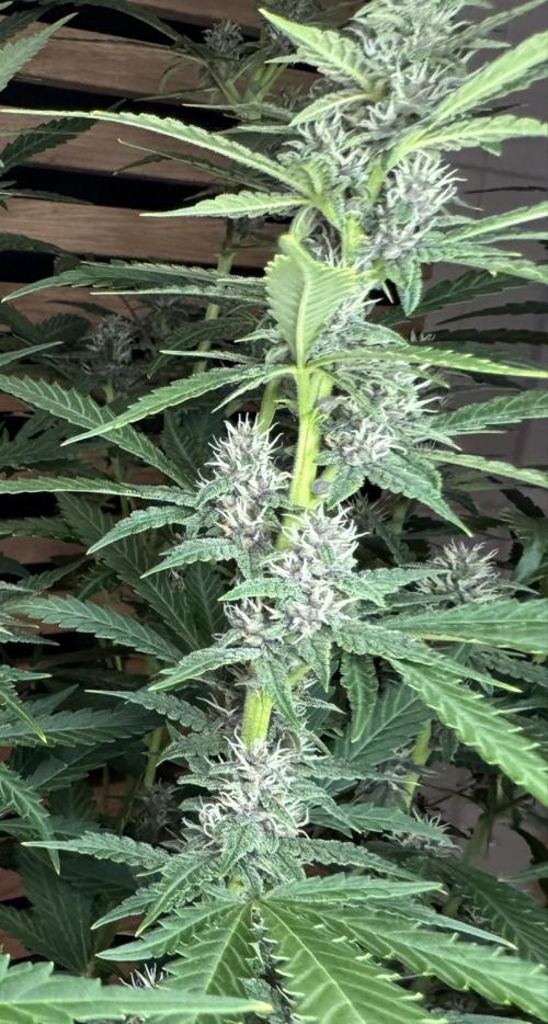 Banana Purple Punch Auto RF3. Week 9