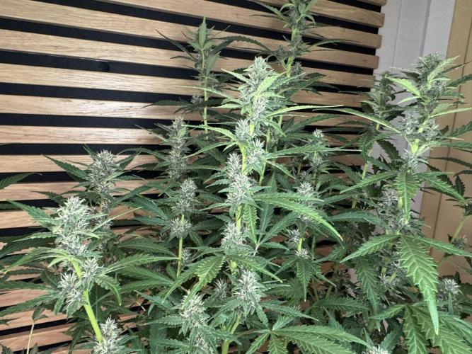 Banana Purple Punch Auto RF3. Week 9
